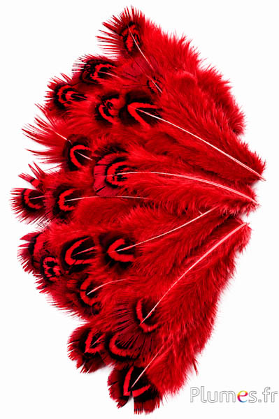 Goudfazant - 5-8 cm - munt-rood